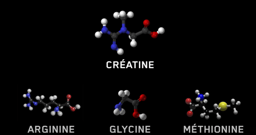 representation molecule chimique creatine